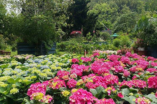 台湾追花全攻略 盘点夏日赏花景点