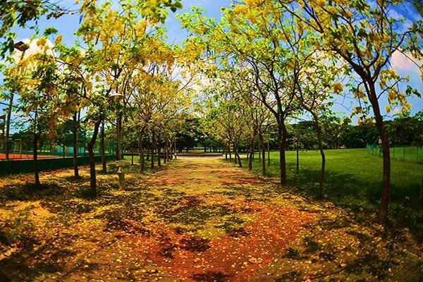 台湾追花全攻略 盘点夏日赏花景点