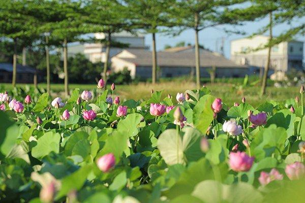 台湾追花全攻略 盘点夏日赏花景点