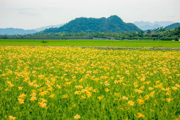 台湾追花全攻略 盘点夏日赏花景点