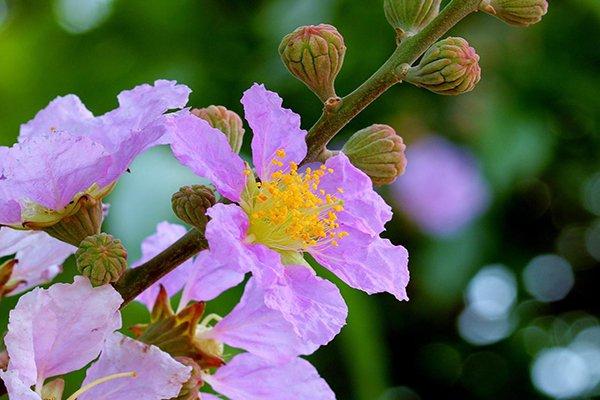 台湾追花全攻略 盘点夏日赏花景点