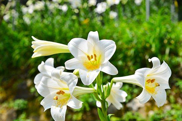 台湾追花全攻略 盘点夏日赏花景点