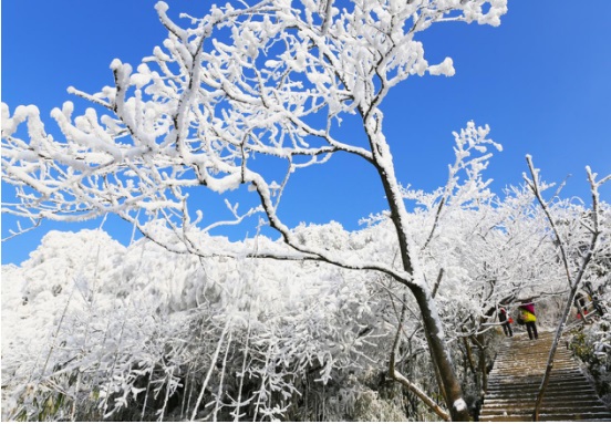 金佛山组织玩雪大作战，释放都市压力